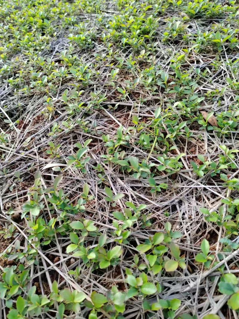 大量木荷小苗大量上市产地直发成活率高欢迎来电洽谈