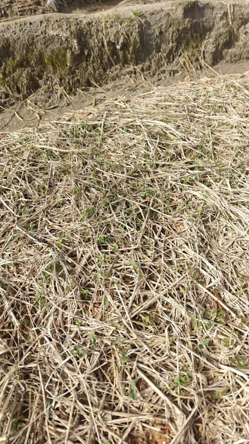 大量木荷小苗大量上市产地直发成活率高欢迎来电洽谈