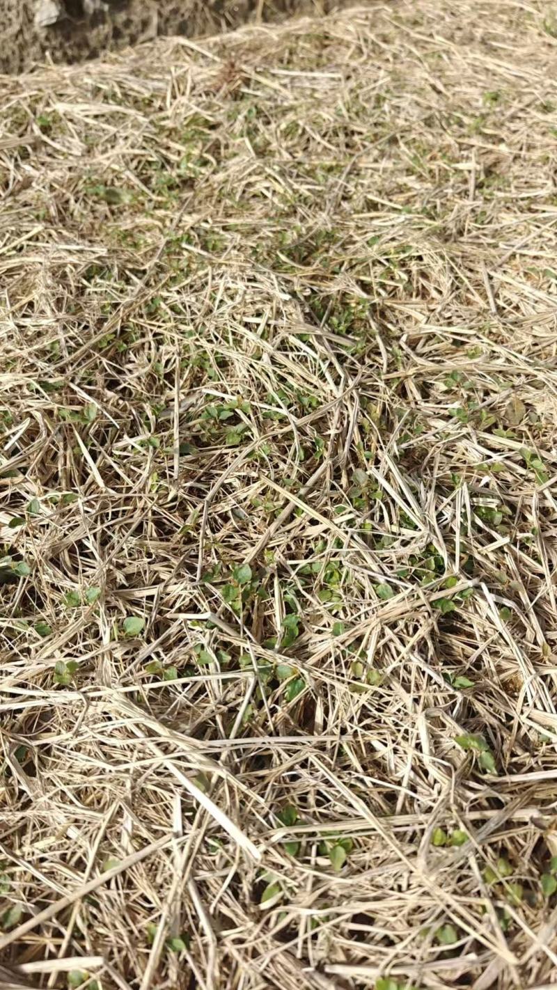 大量木荷小苗大量上市产地直发成活率高欢迎来电洽谈