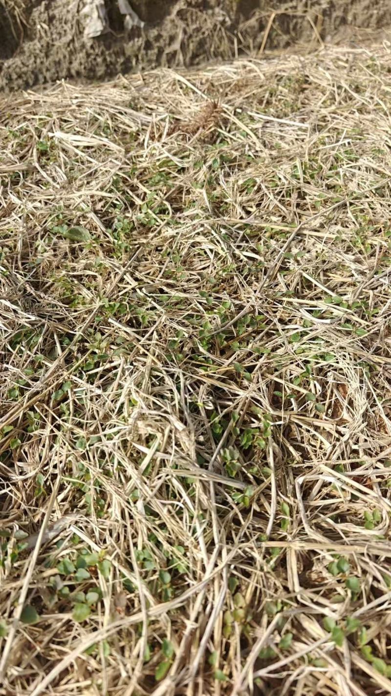 大量木荷小苗大量上市产地直发成活率高欢迎来电洽谈