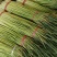 河南红帽长蒜薹，干苔无泡水对接电商市场加工储存