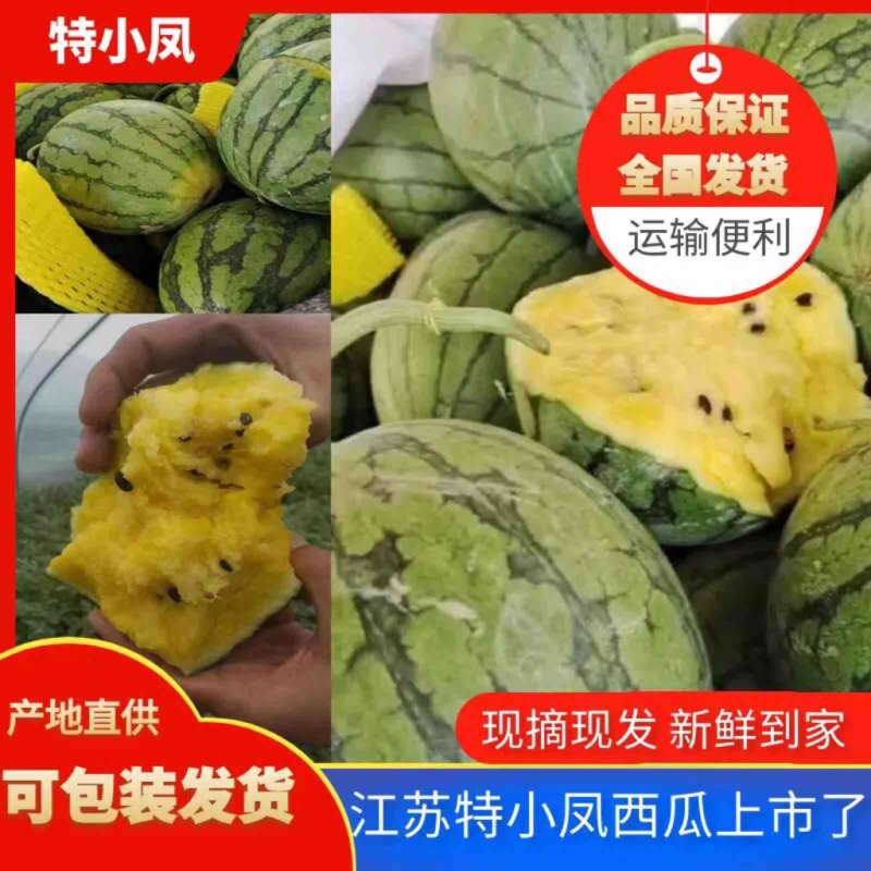 特小凤西瓜常年供货支持电商，市场，商超无货源批发对接