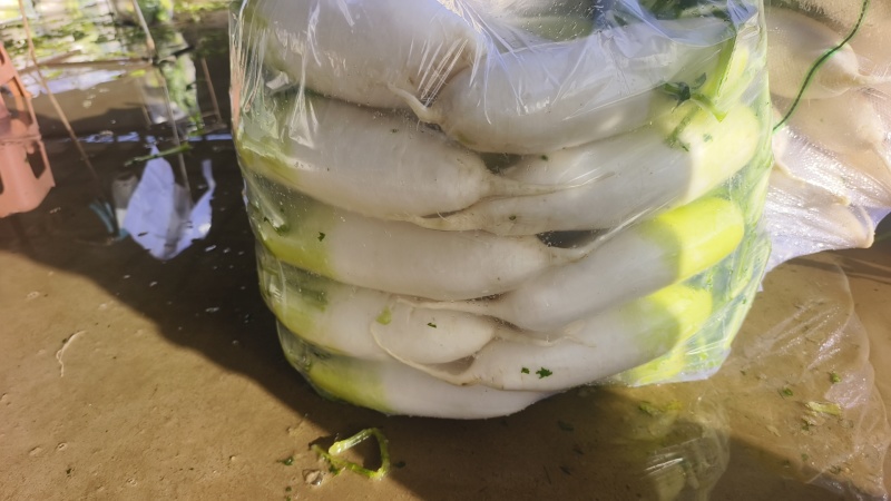 【伟东菜业】青萝卜，定西萝卜，产地直销，一手货源