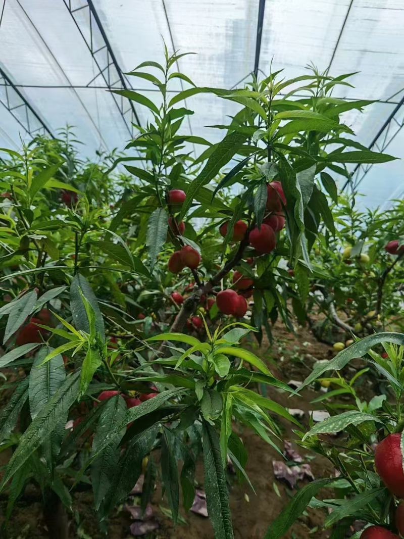 桃子诚信经营、服务周到、一手货源、品质保证、产地直发