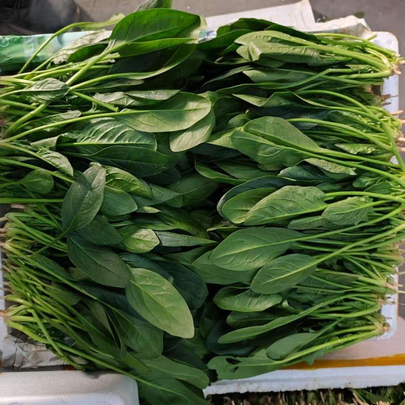 精品菠菜大量上市对接全国市场商超社区团购品质保证