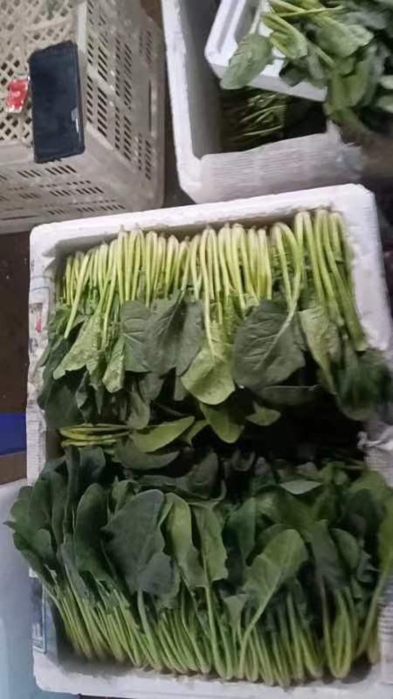 精品菠菜大量上市对接全国市场商超社区团购品质保证