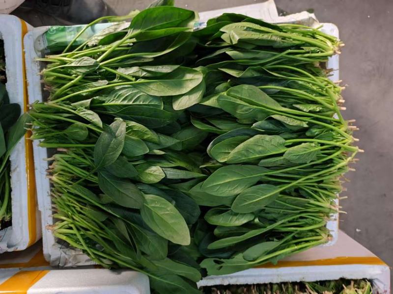 精品菠菜大量上市对接全国市场商超社区团购品质保证