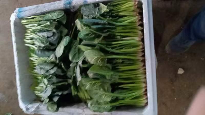 精品菠菜大量上市对接全国市场商超社区团购品质保证