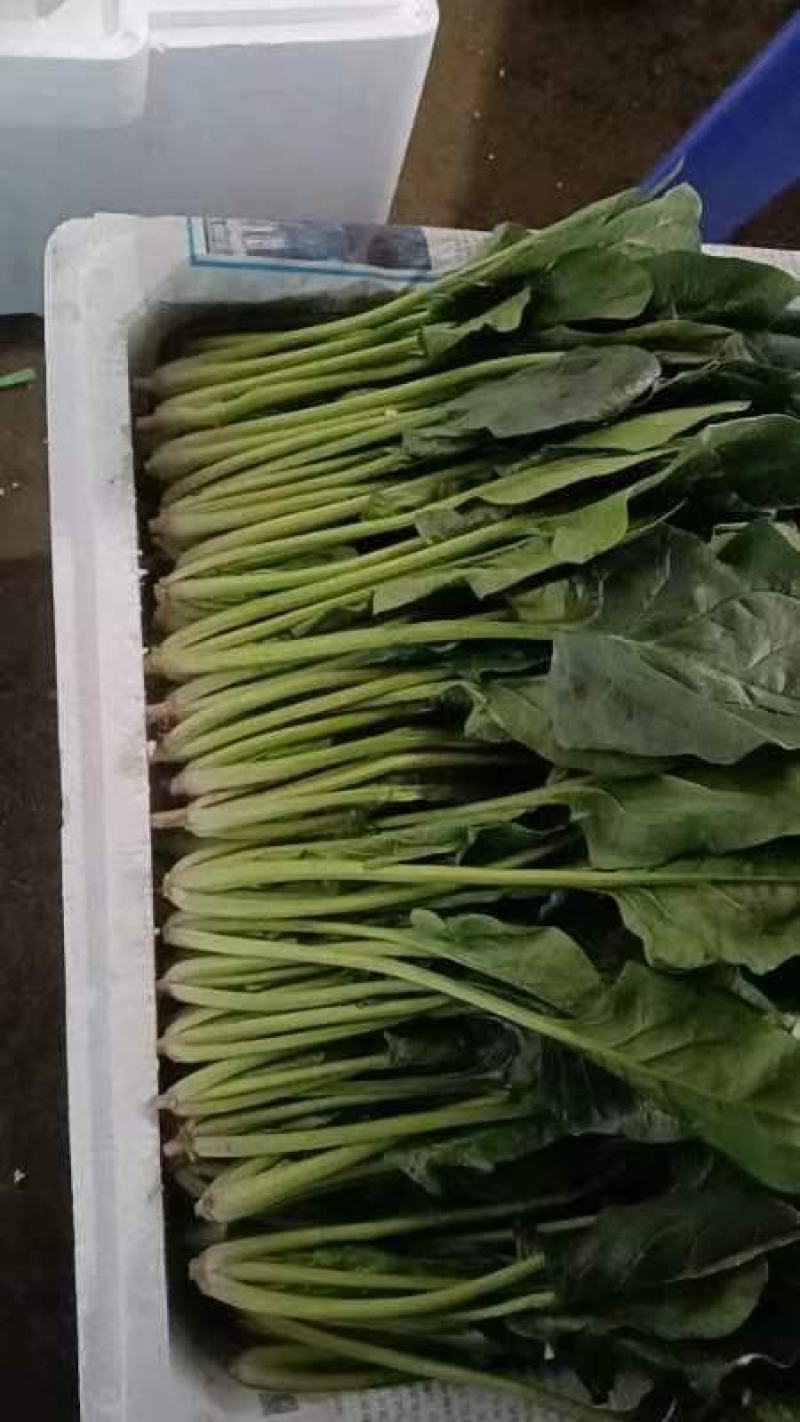 精品菠菜大量上市对接全国市场商超社区团购品质保证