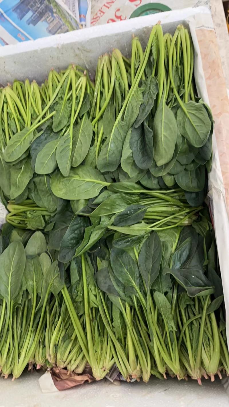 精品菠菜大量上市对接全国市场商超社区团购品质保证