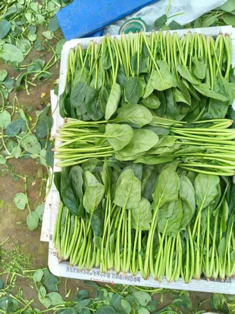 精品菠菜大量上市对接全国市场商超社区团购品质保证