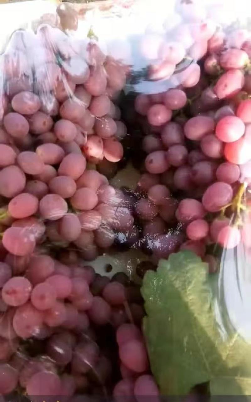 红提葡萄诚信经营，客户至上一手货源品质保证