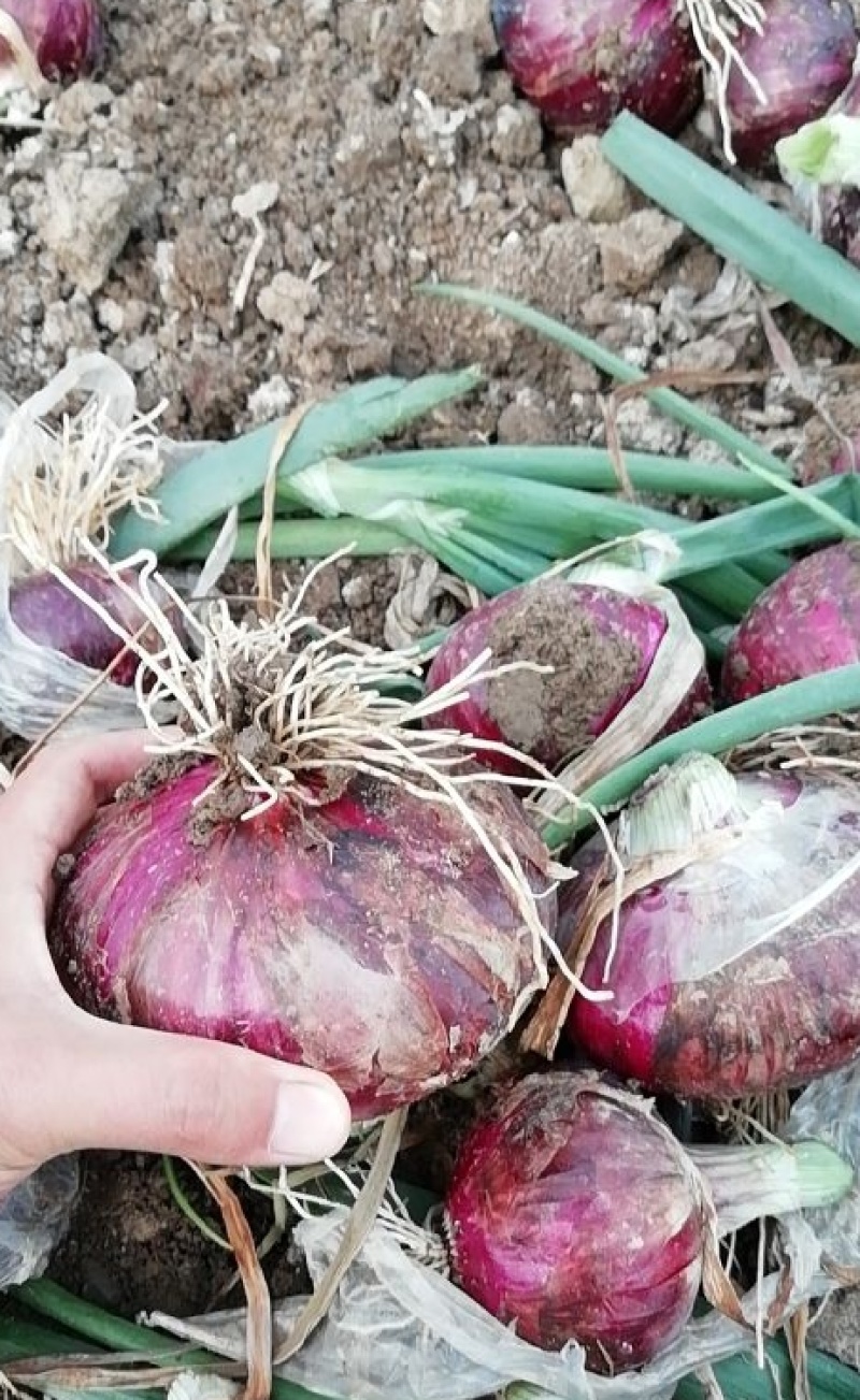 红洋葱5-8-8，加工厂大型批发市场需要的抓紧
