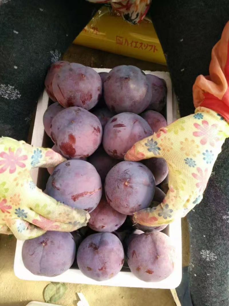 黑布林子，诚信经营，一手货源，欢迎对接