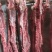 40斤起大羊多肉蝎子6一斤可锯断全国发货