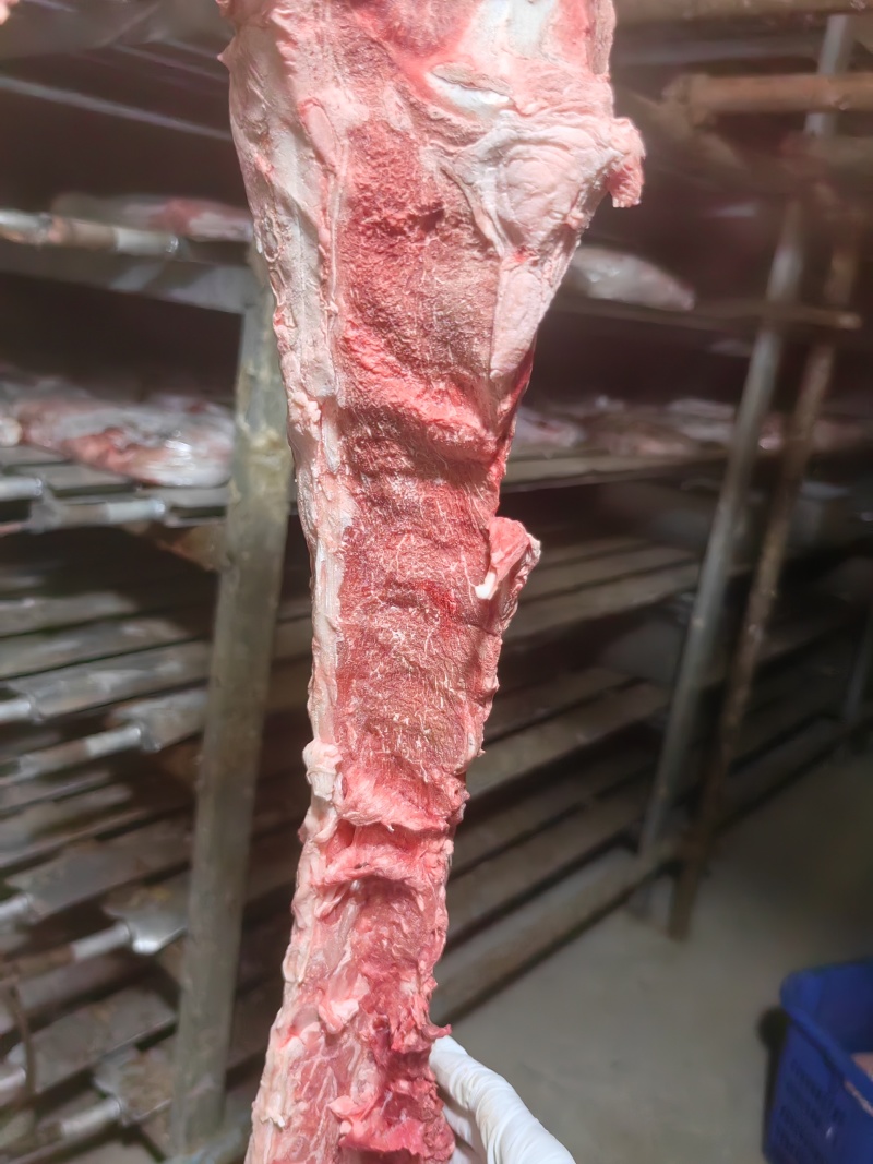 40斤起大羊多肉蝎子6一斤可锯断全国发货