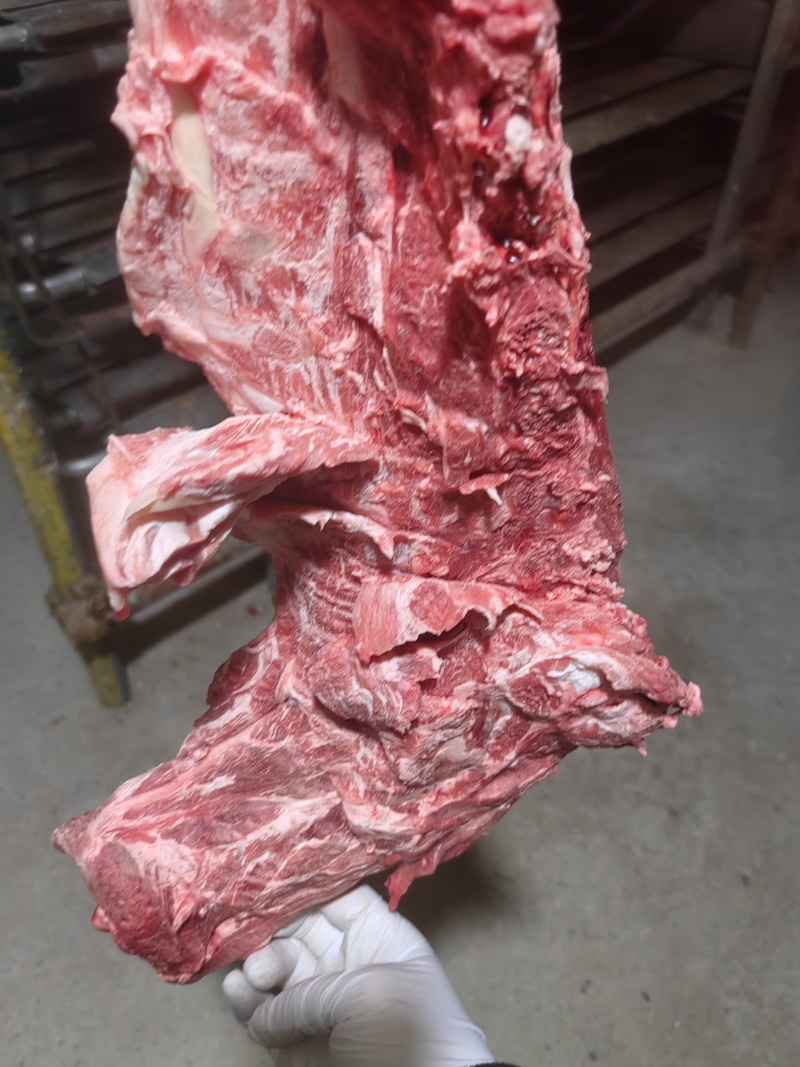 40斤起大羊多肉蝎子6一斤可锯断全国发货