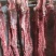 40斤起大羊多肉蝎子6一斤可锯断全国发货