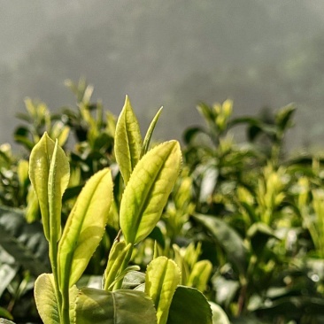咸丰白茶，物美价廉，欢迎咨询***********