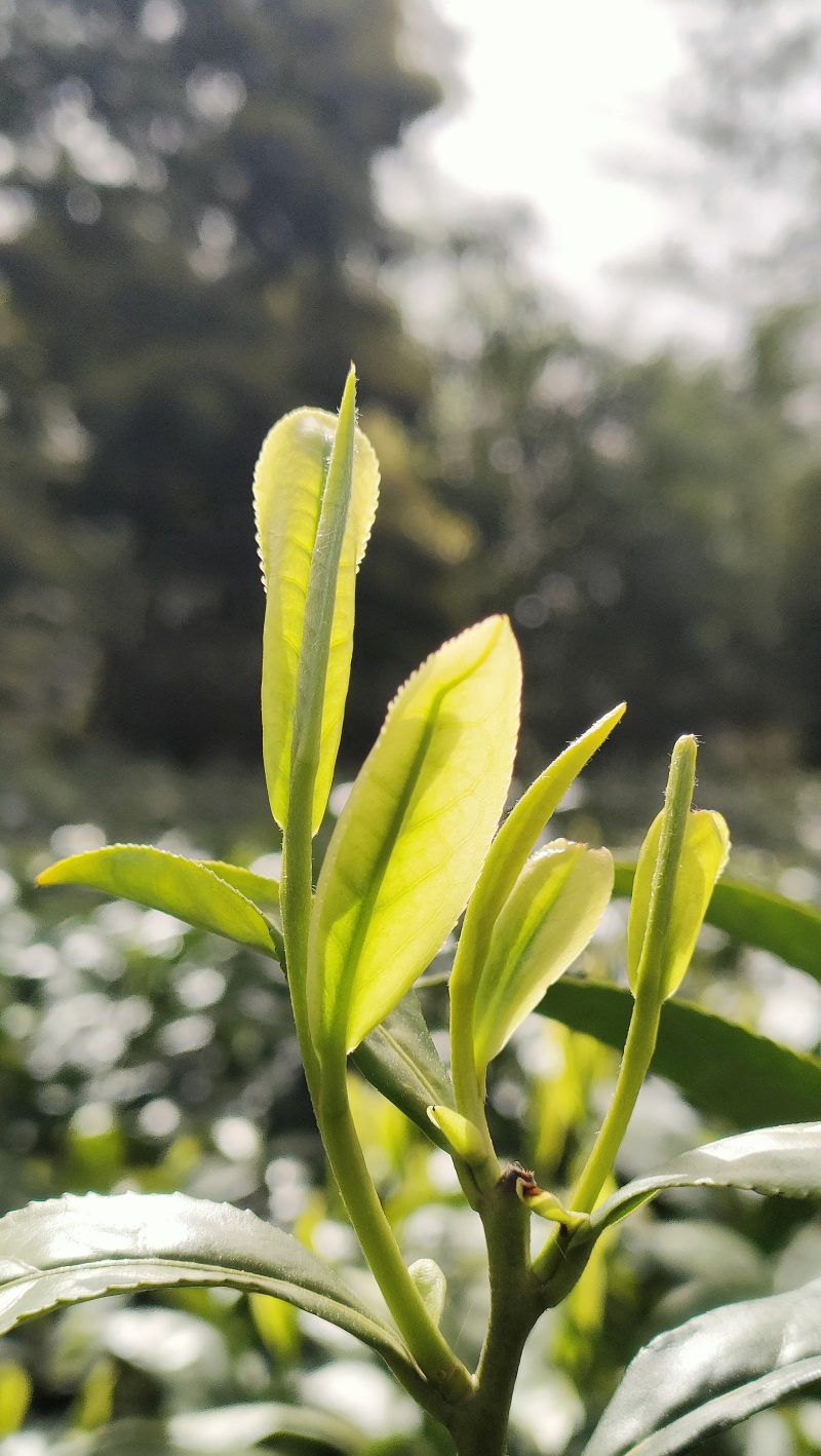 咸丰白茶，物美价廉，欢迎咨询***********