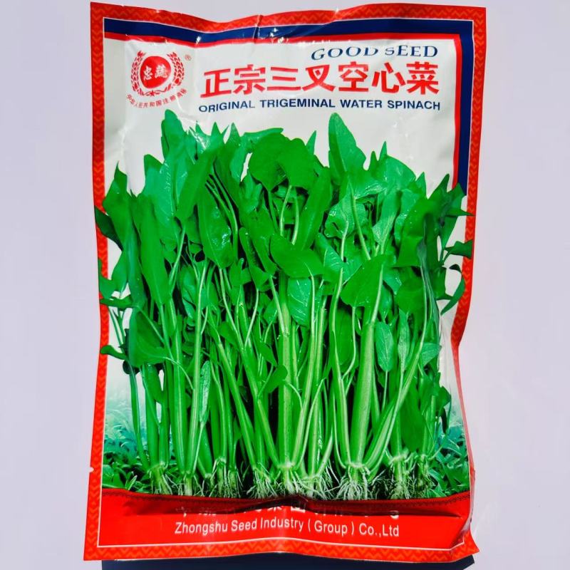 正宗三叉空心菜种子大叶空心菜种子产量高雍菜种子通心菜蓊菜