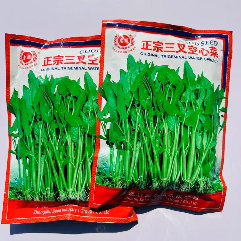 正宗三叉空心菜种子大叶空心菜种子产量高雍菜种子通心菜蓊菜