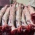 满肉羊蝎子9一斤可锯断一箱起发国产定制包装