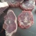 满肉羊蝎子9一斤可锯断一箱起发国产定制包装