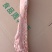满肉羊蝎子9一斤可锯断一箱起发国产定制包装