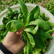长期出售大叶茼蒿菜，产地批发，新鲜采收，口感嫩滑