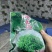 夜香花