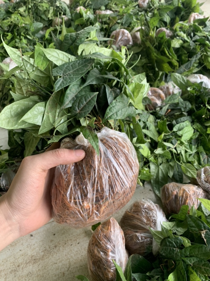 金果榄苗地苦胆种苗地苦胆苗批发金果榄地苦胆苗