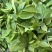 新鲜花椒芽