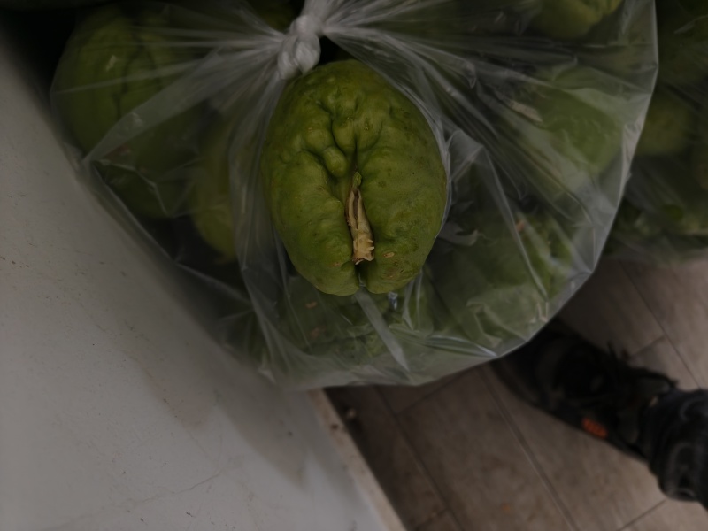 佛手瓜现货