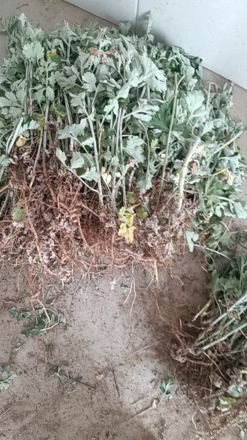 艾草苗成活率高基地大量供货全过程技术指导欢迎您光临