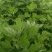艾草苗成活率高基地大量供货全过程技术指导欢迎您光临