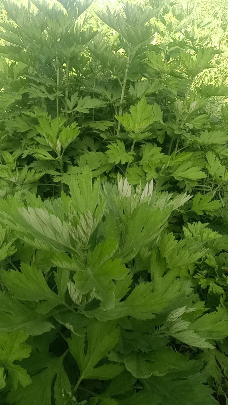艾草苗成活率高基地大量供货全过程技术指导欢迎您光临