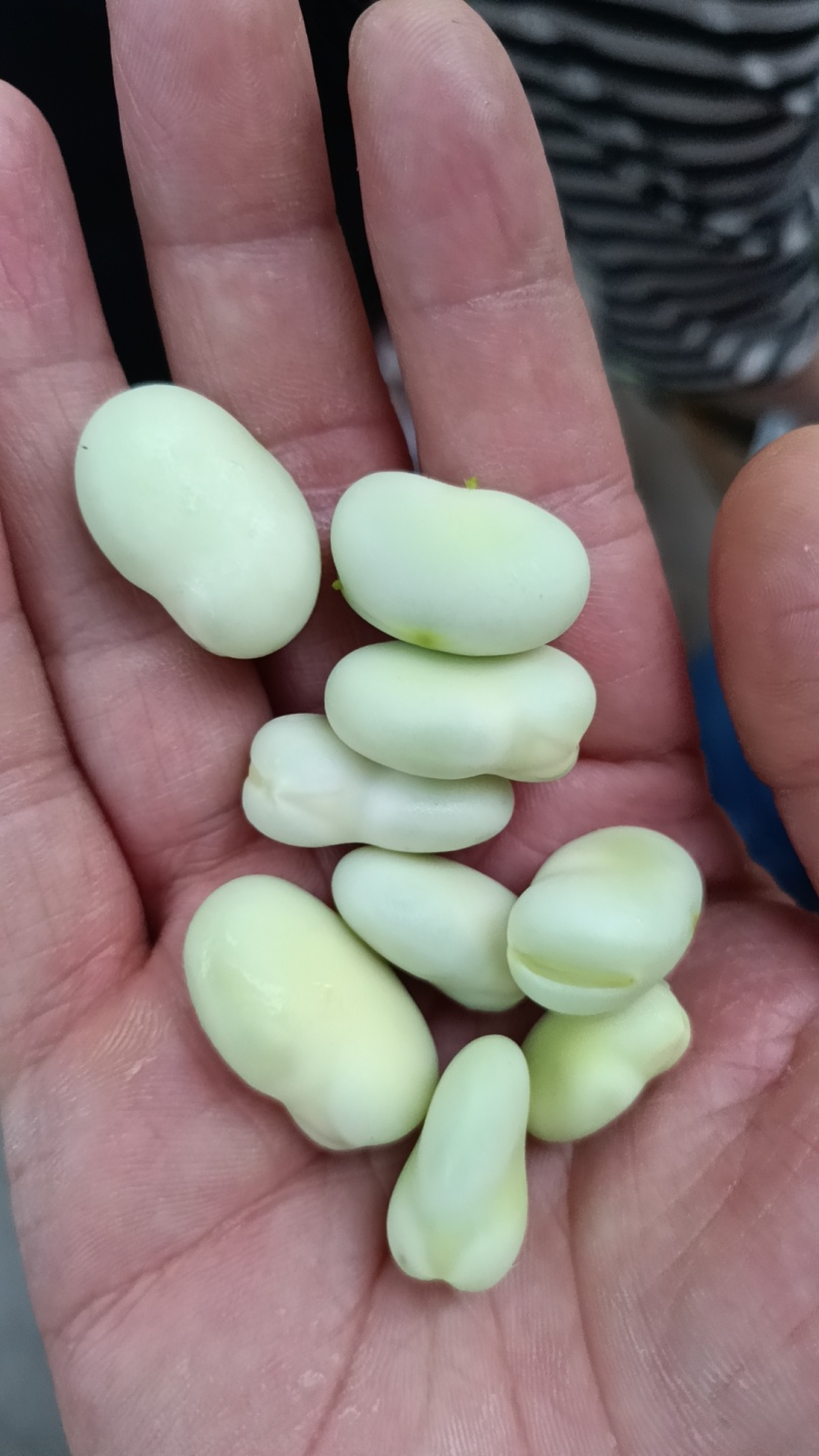 好货推荐重庆胡豆精品蚕豆对接电商市场一手货源