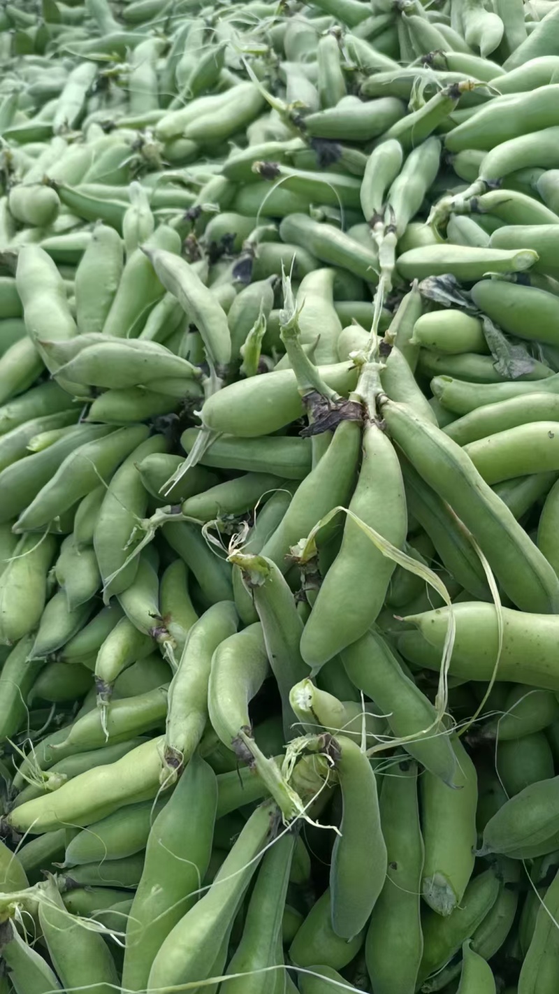 好货推荐重庆胡豆精品蚕豆对接电商市场一手货源
