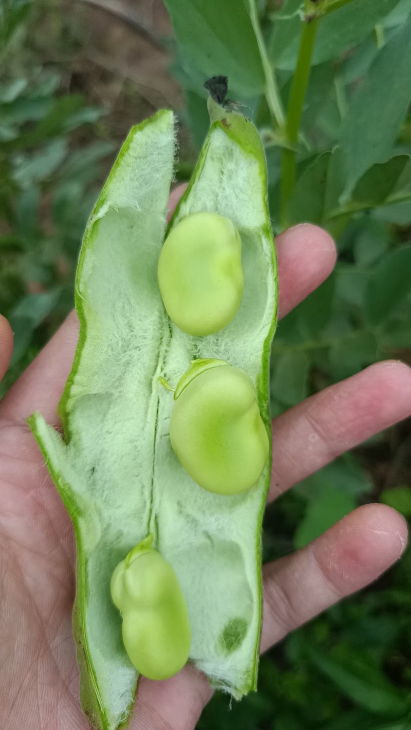 好货推荐重庆胡豆精品蚕豆对接电商市场一手货源