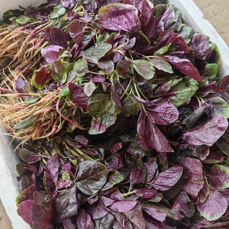汗菜产地一手货源支持视频看货保质保量欢迎订购