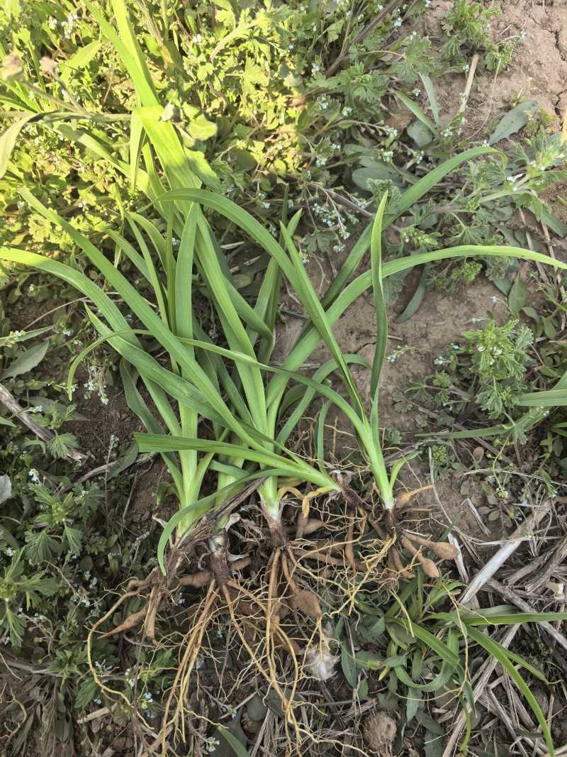 大花萱草免费打包装装车，协助找车
