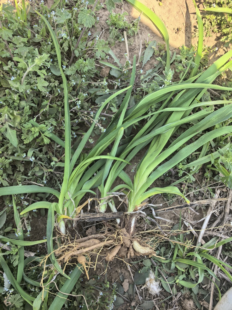 大花萱草免费打包装装车，协助找车