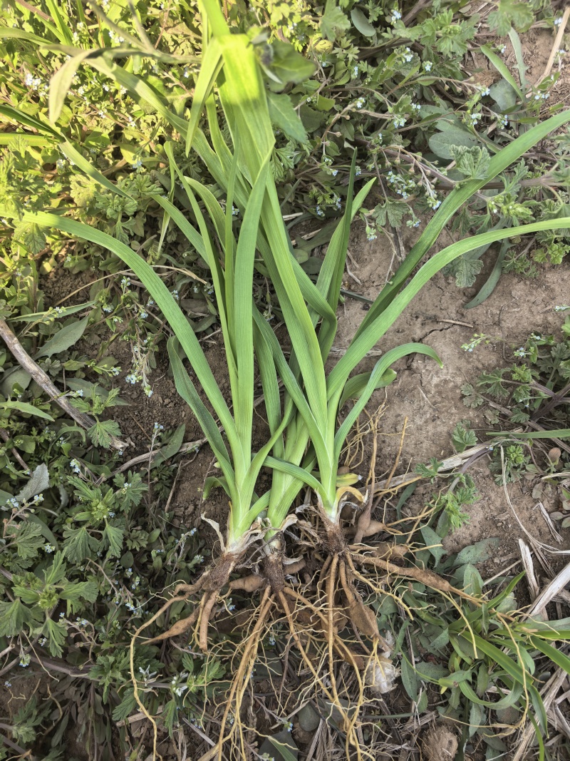大花萱草免费打包装装车，协助找车