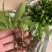 紫花三叉白芨种苗白芨驯化苗白芨苗批发包技术