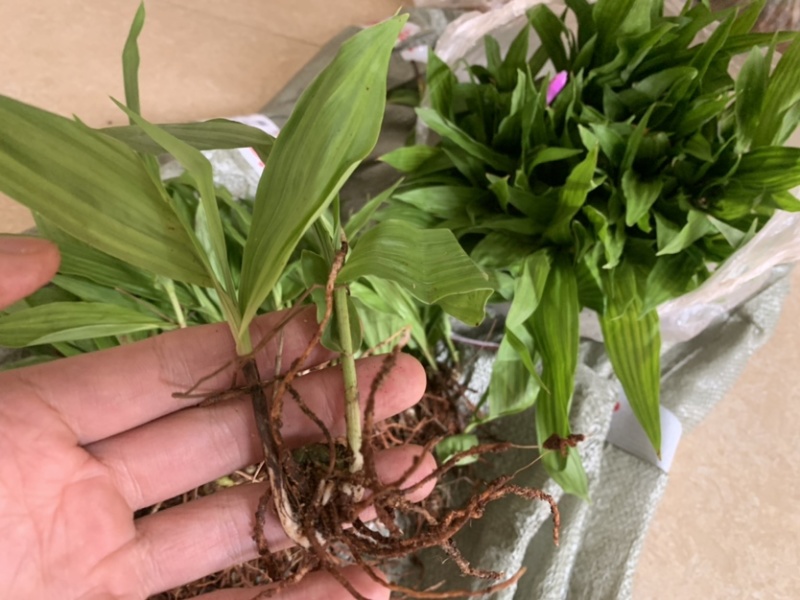 紫花三叉白芨种苗白芨驯化苗白芨苗批发包技术