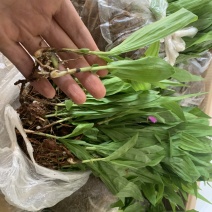 紫花三叉白芨种苗白芨驯化苗白芨苗批发包技术