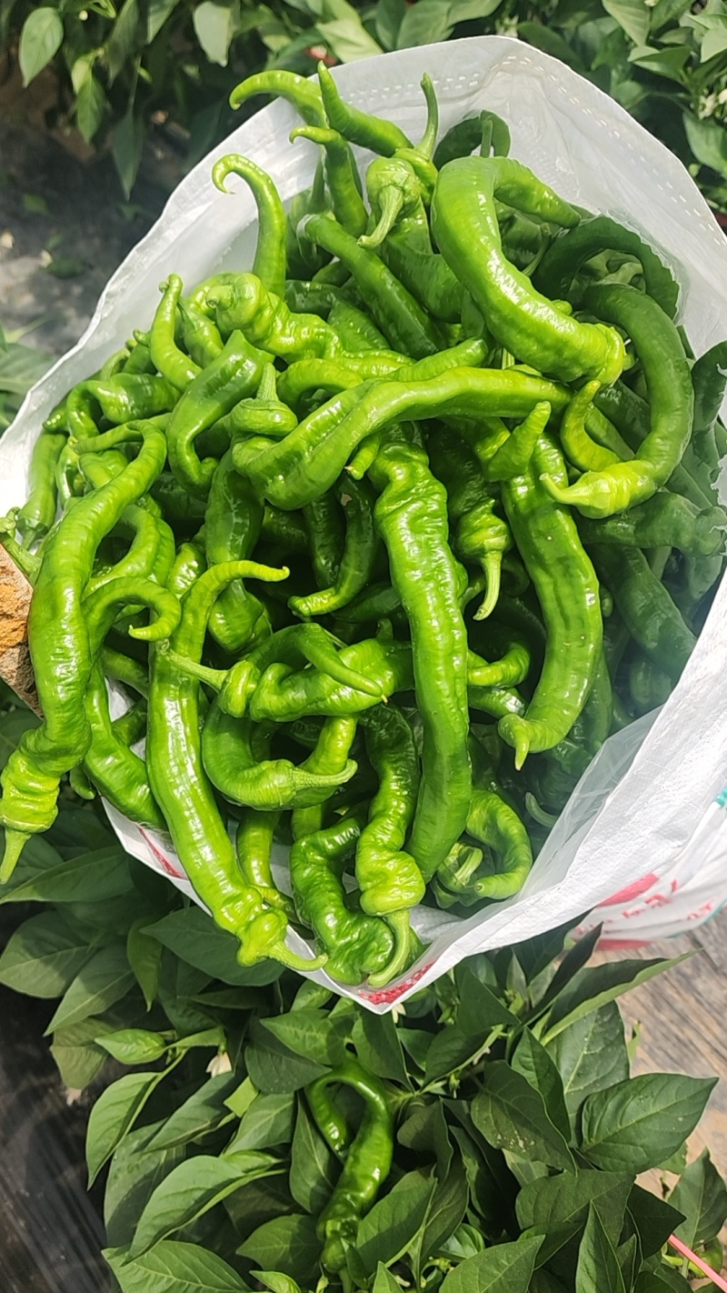 鮮辣椒螺丝椒量大质优产地直销价格优惠欢迎咨询采购