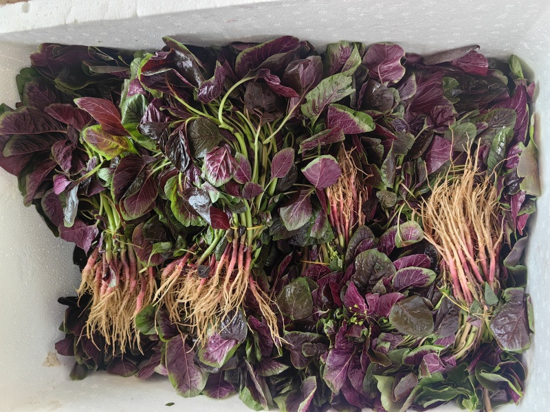 汗菜产地一手货源支持视频看货保质保量欢迎订购