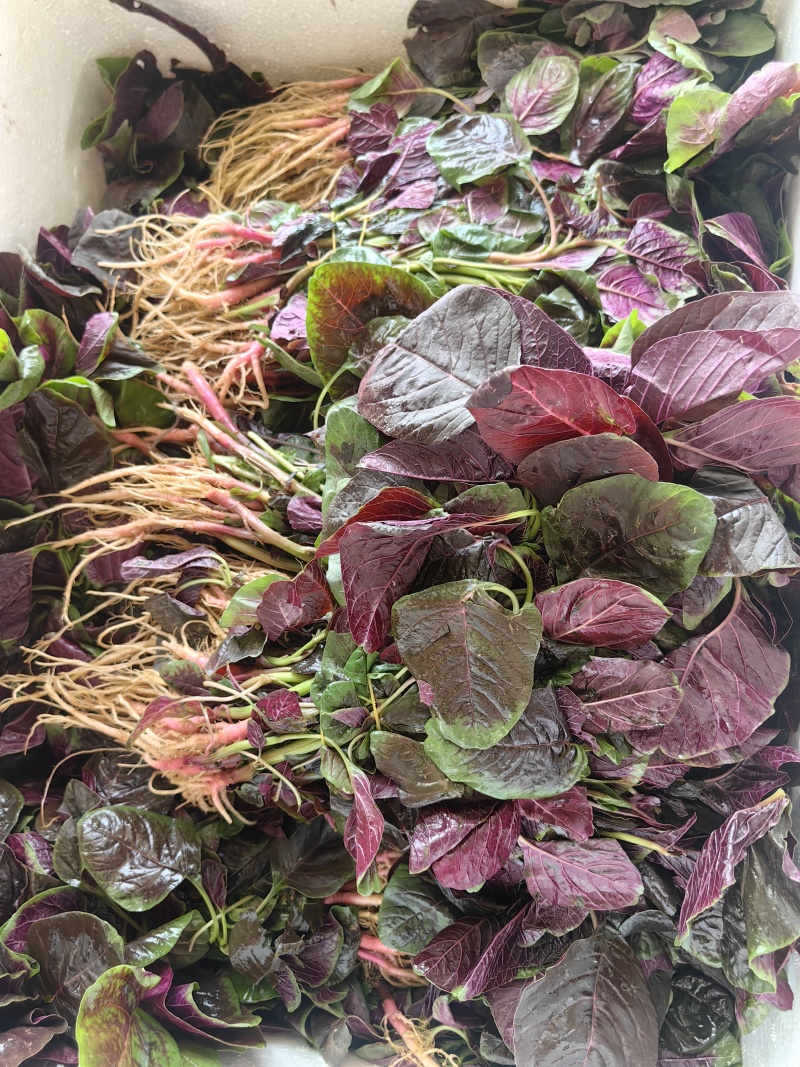 汗菜产地一手货源支持视频看货保质保量欢迎订购